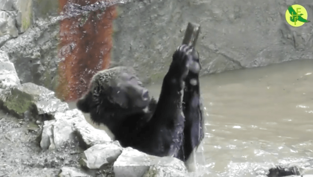 Показали кумедне відео з ведмедем Миром, який грається у басейні Галицького нацпарку (ВІДЕО)