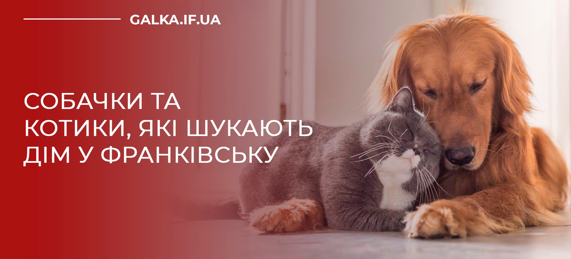 Пухнасті і самотні: собачки та котики, які шукають дім у Франківську (ФОТО)