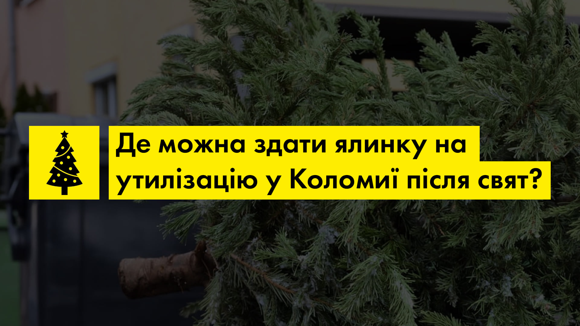 Де можна здати ялинку після свят у Коломиї? (АДРЕСИ)