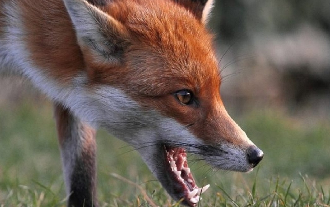 У Долинській громаді скажена лисиця напала на собаку (ВІДЕО)