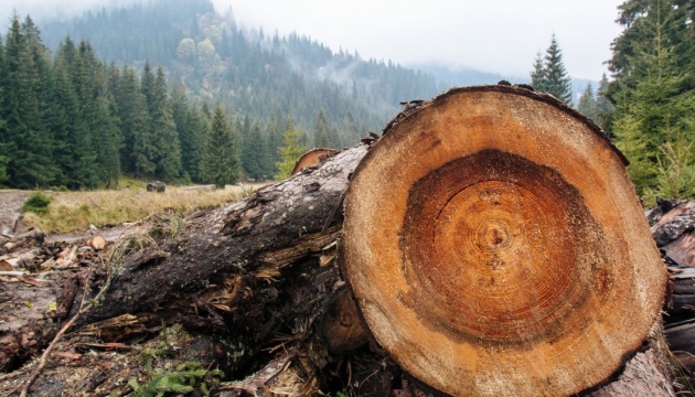 Прикарпатського майстра лісу підозрюють у злочині – допустив незаконні рубки на понад пів мільйона гривень