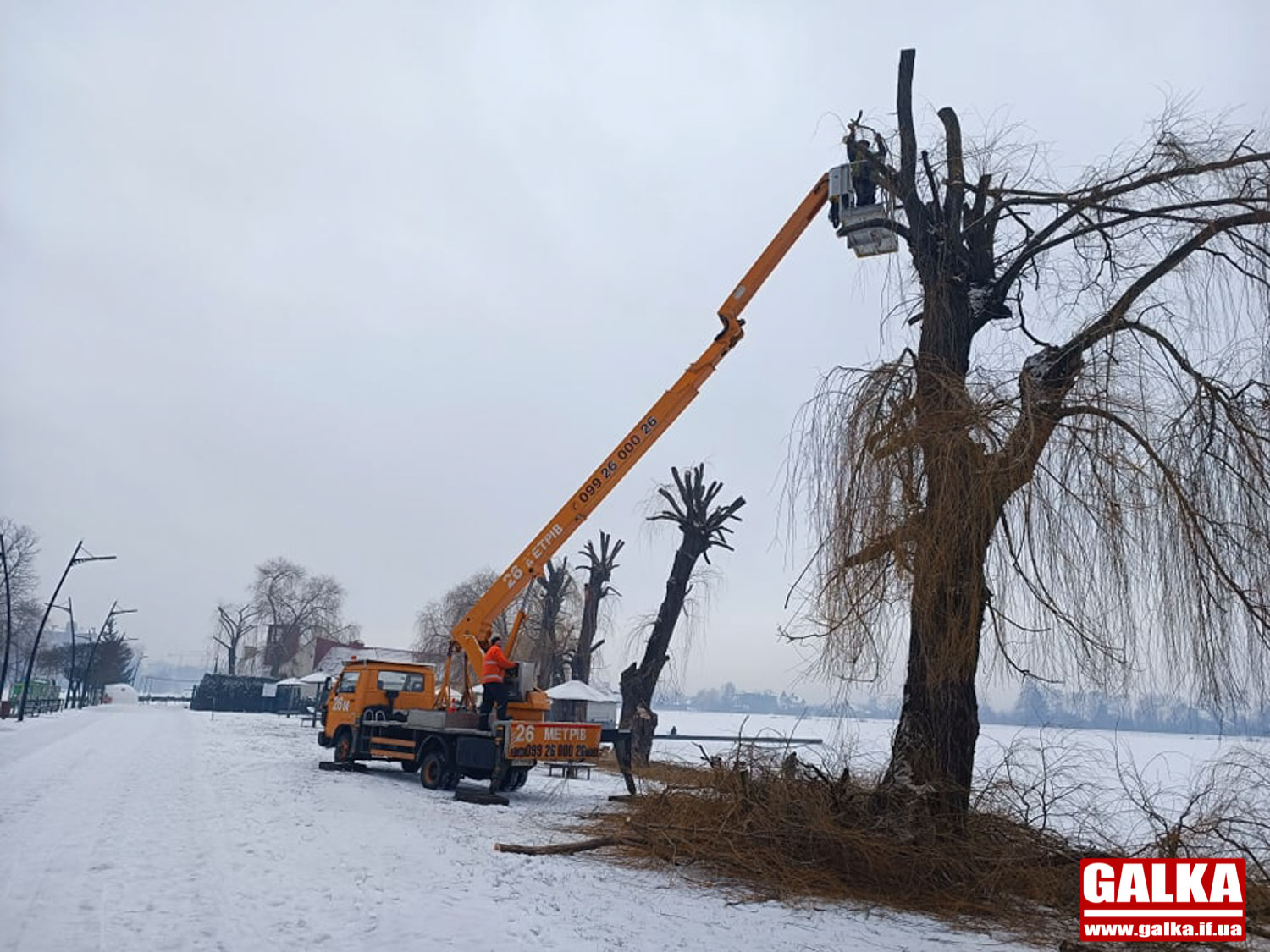 Франківські комунальники на майже два мільйони гривень замовили зрізку дерев