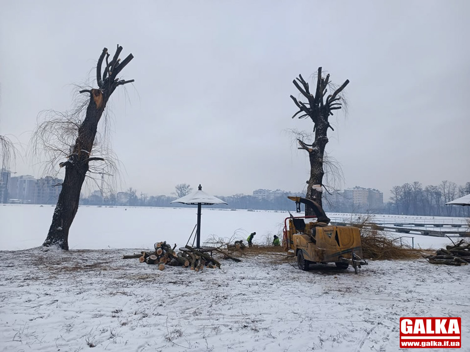 Мерія Франківська наразі не знайшла охочих обрізати та корчувати дерева