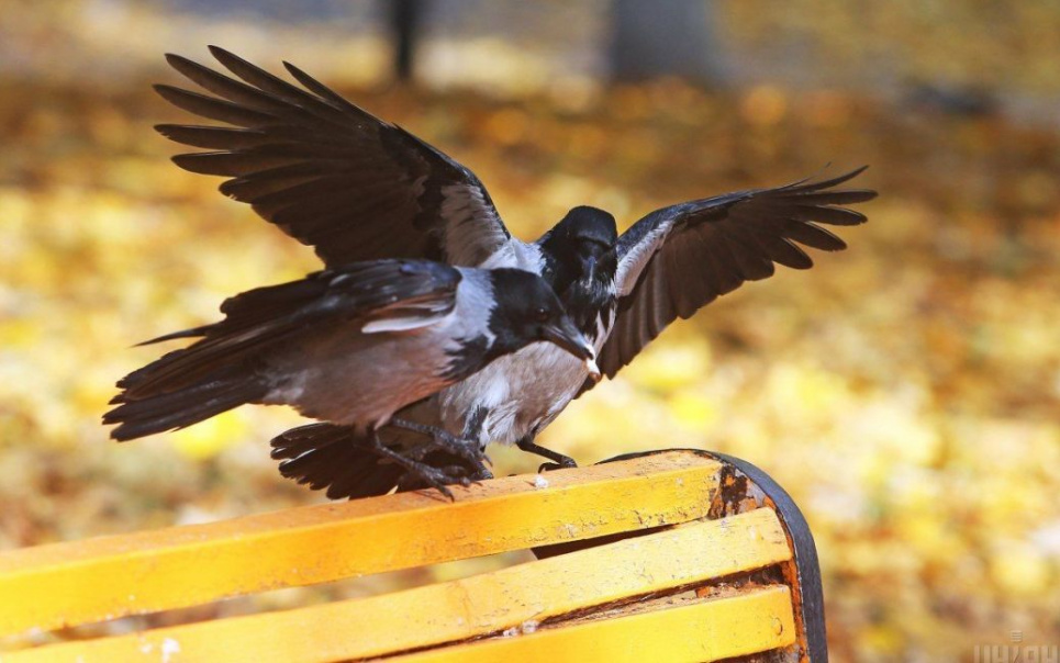 Ворони-двірники – Шведська клінінгова компанія навчить птахів прибирати вулиці