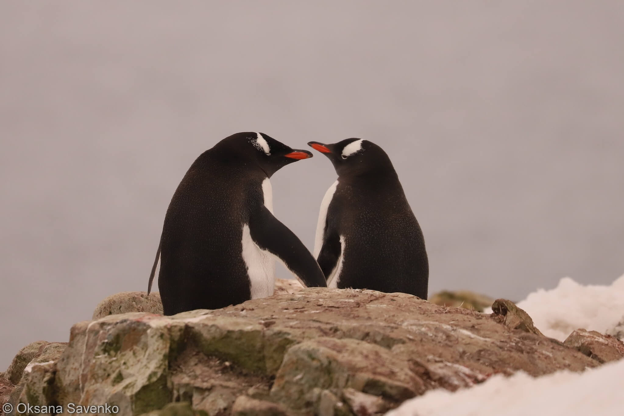 Українські полярники до Дня Валентина показали «закоханих» пінгвінів (ФОТО)