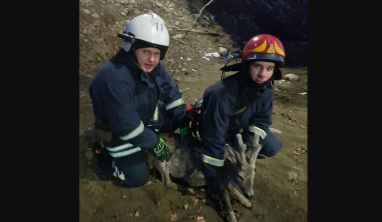 У Надвірній рятувальники допомогли косулі, яка застрягла у воді (ФОТОФАКТ)