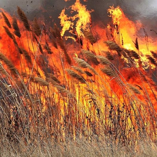 На вихідні і в понеділок на Прикарпатті – надзвичайно висока пожежна небезпека