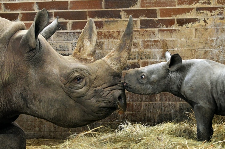 У чеському зоопарку народився рідкісний носоріг, якого назвали Києвом (ФОТО)