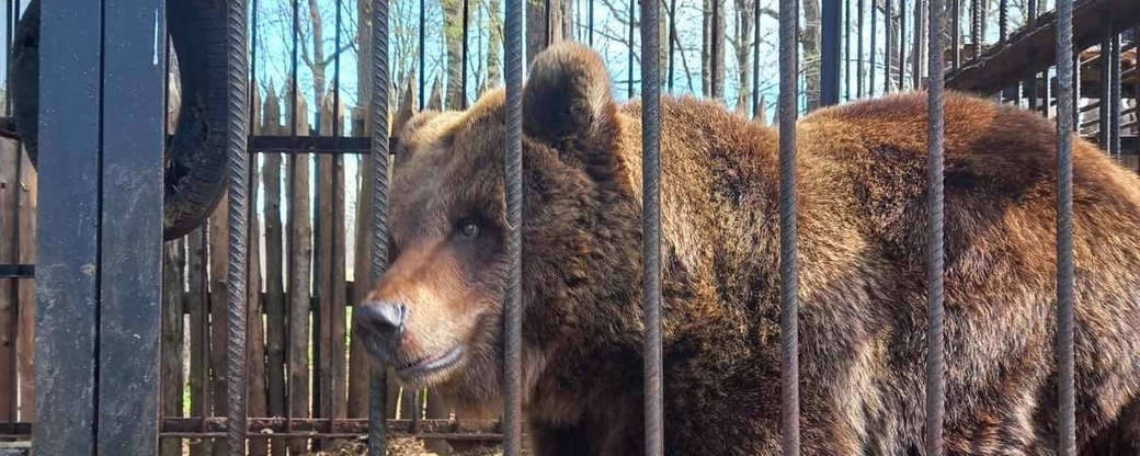 Ведмедицю Кірюшу з Івано-Франківщини перевезли в Нідерланди