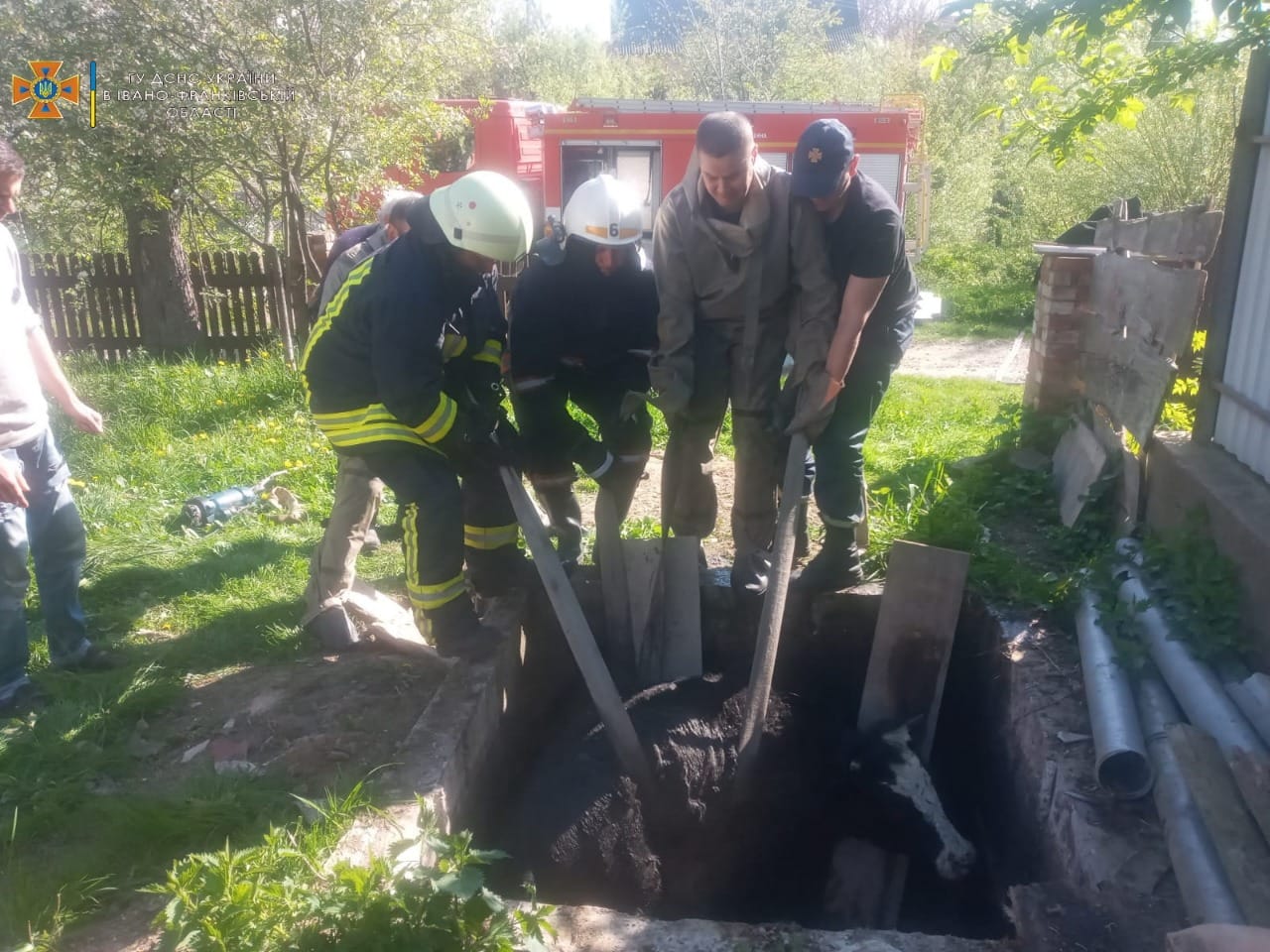 На Калущині рятувальники допомогли витягнути корову з двохметрової ями (ФОТОФАКТ)