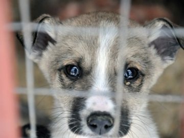 Калуський “Дім Сірка” потребує коштів на вакцини для тварин. Небайдужих просять допомогти