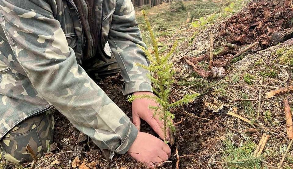2 600 дерев висадили на Верховинщині (ФОТО)