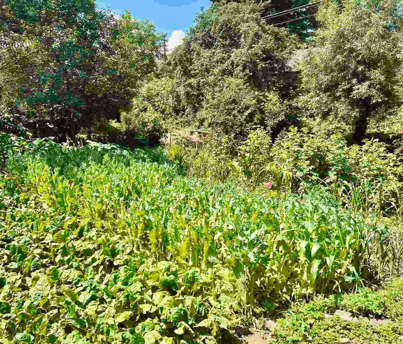 Незаконні насадження: за добу на Прикарпатті виявили понад тисячу рослин снодійного маку (ФОТО)