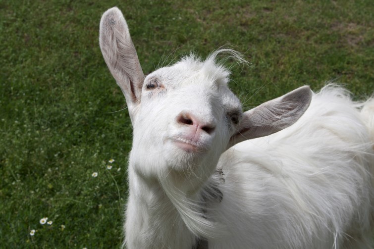 У Запорізькій області коза випадково “знешкодила” кількох окупантів