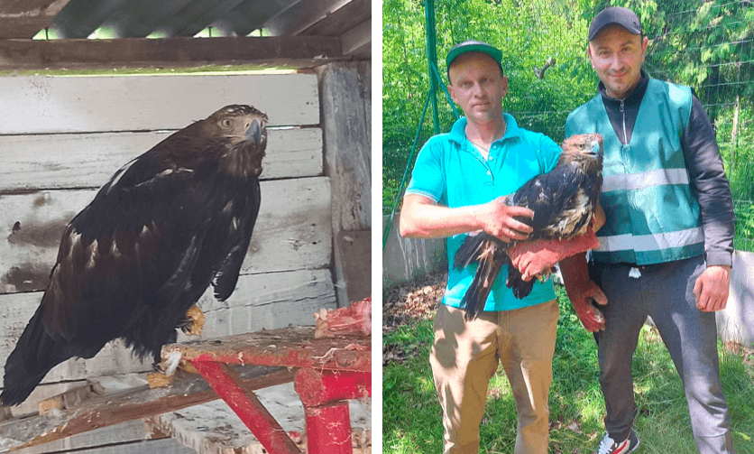 Червонокнижного орла з “Карпатського зоопарку” віддали на реабілітацію у Галицький нацпарк (ФОТО)