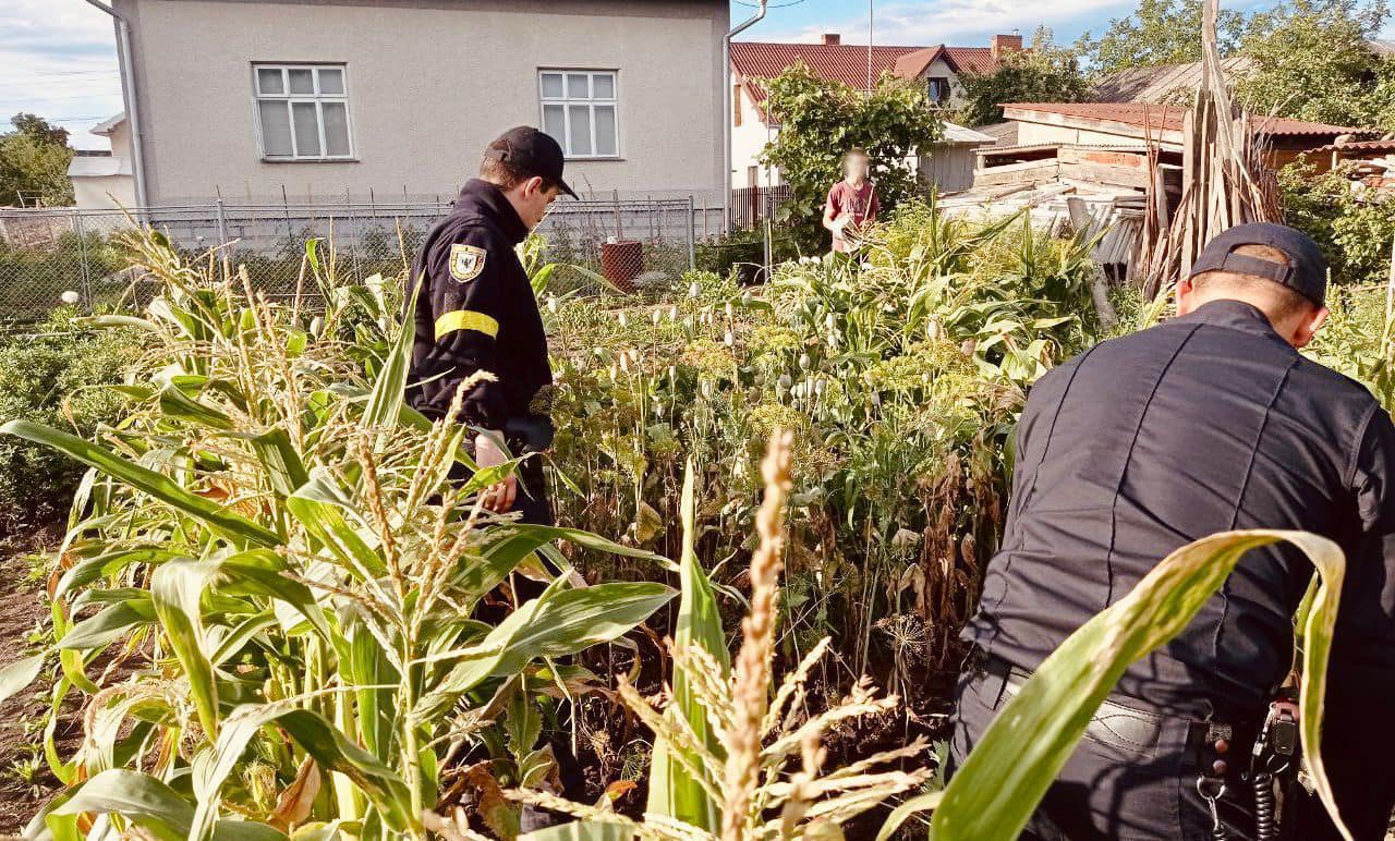 Мак та коноплі: прикарпатські поліціянти вилучили ще близько 2 500 нарковмісних рослин (ФОТО)