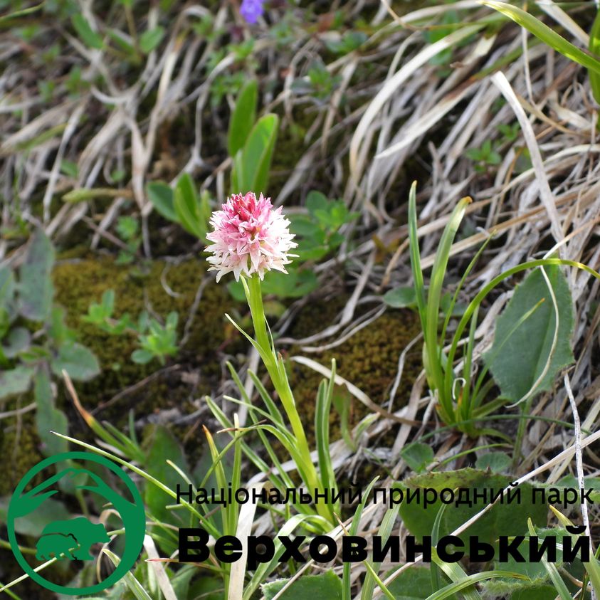 У Верховинському природному парку росте одна із найрідкісніших орхідей (ФОТОФАКТ)