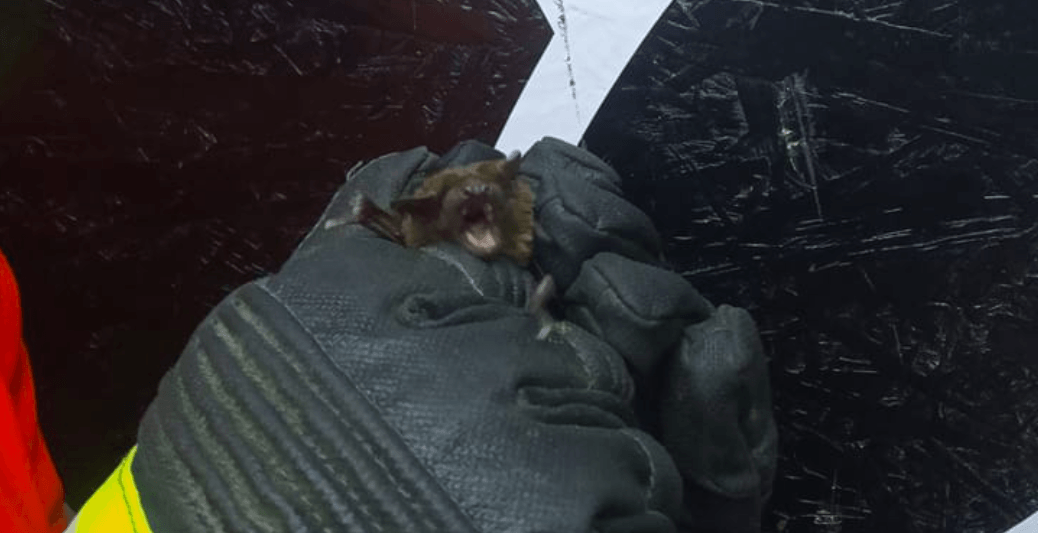 Вночі на Мазепи МАРСіани ловили у квартирі кажана (ФОТОФАКТ)