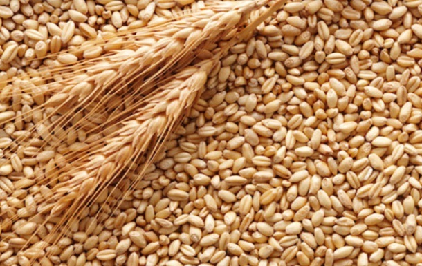 Цьогоріч прикарпатські фермери продали на чверть більше зерна, ніж торік