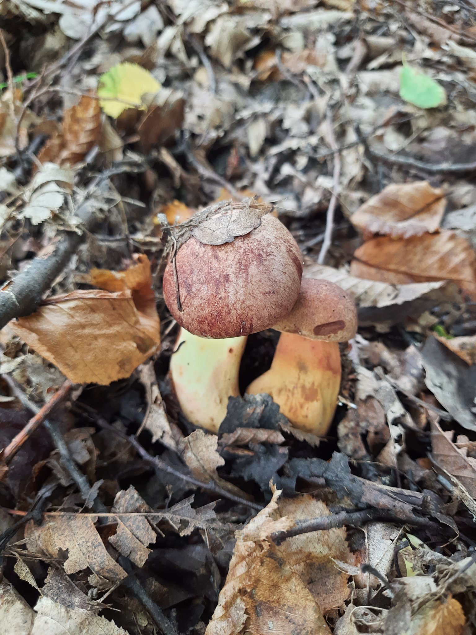 У лісі на Прикарпатті знайшли рідкісний гриб (ФОТОФАКТ)