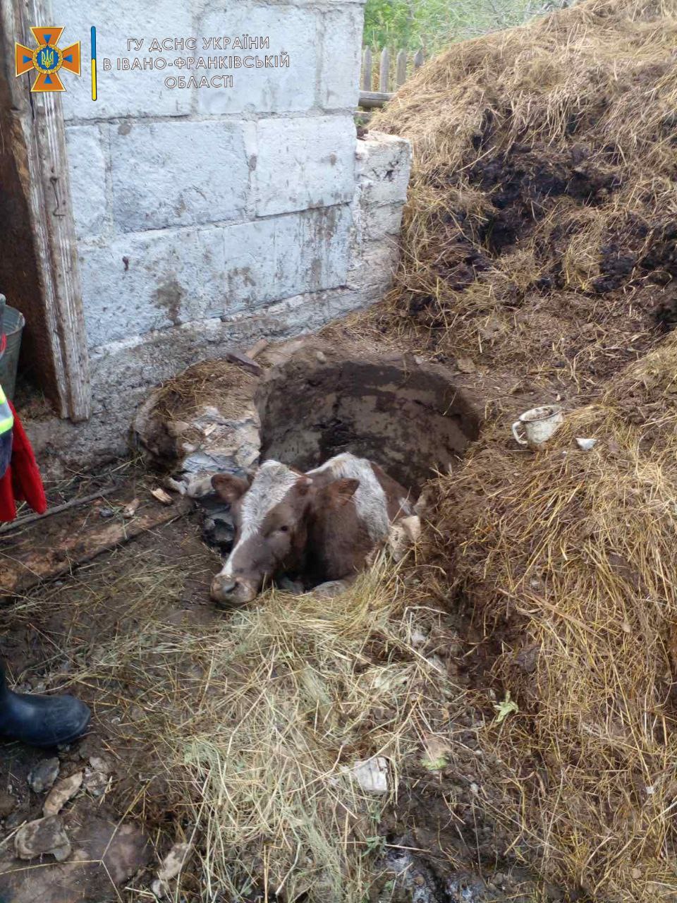 На Богородчанщині рятувальники витягували корову з вигрібної ями (ФОТО)