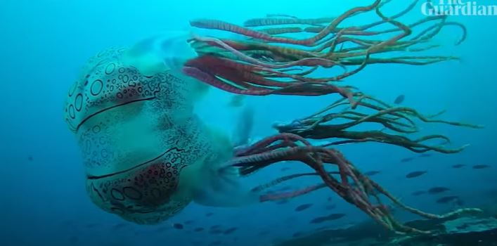 Дайвер зняв небачену раніше гігантську медузу у Новій Гвінеї (ВІДЕО)