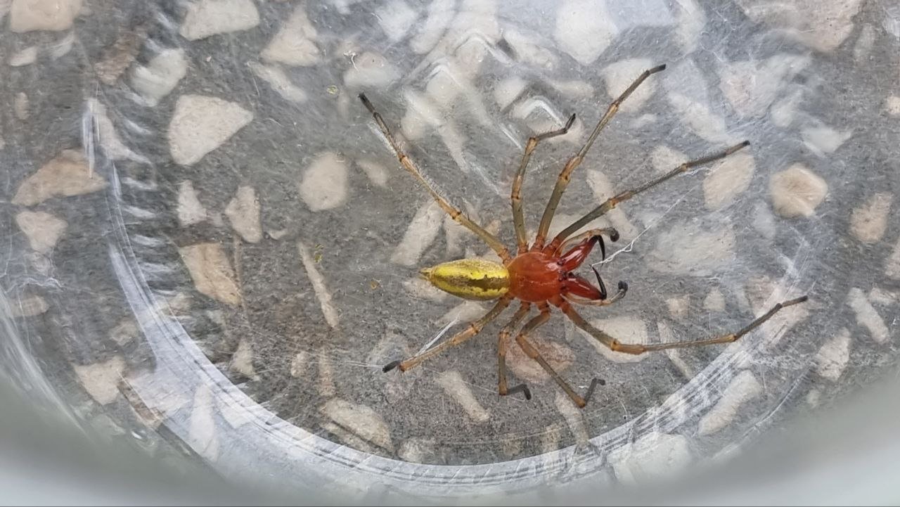 На Прикарпатті з’явилися отруйні павуки – що робити при укусі (ВІДЕО)