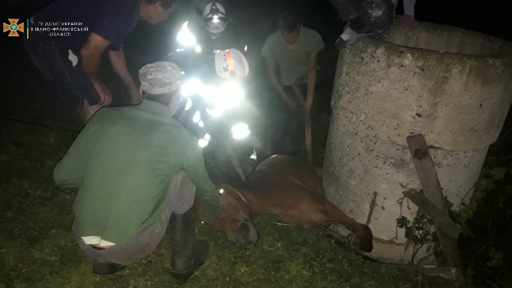 На Долинщині кінь застряг у криниці – витягували рятувальники (ФОТОФАКТ)