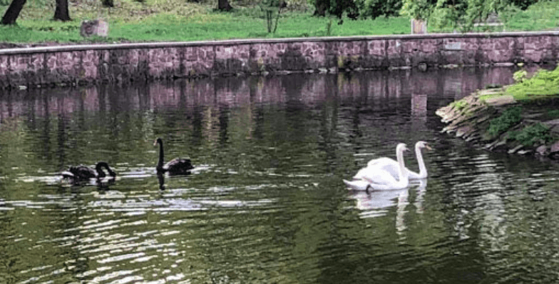 У Франківську молодики купалися у парку в озері з лебедями (ВІДЕО)