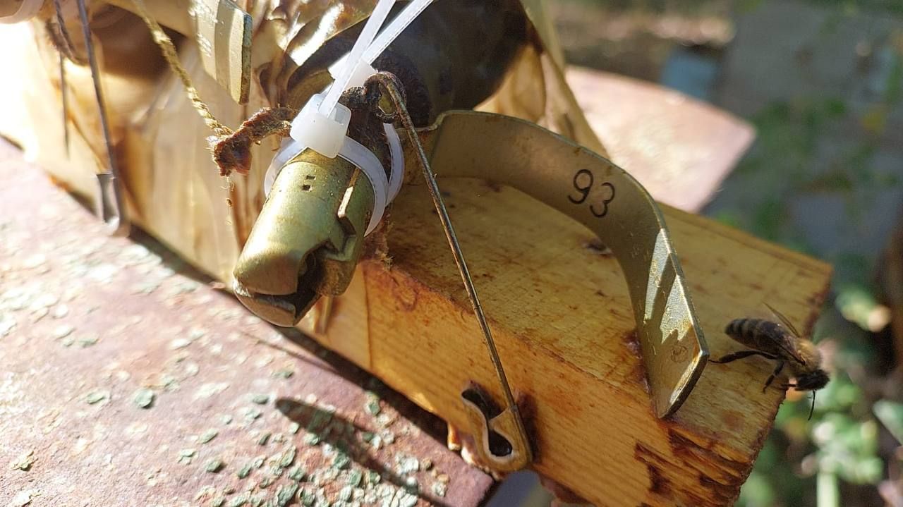 Українські бджоли знешкодили пастку, яку окупанти залишили у вулику (ФОТО)