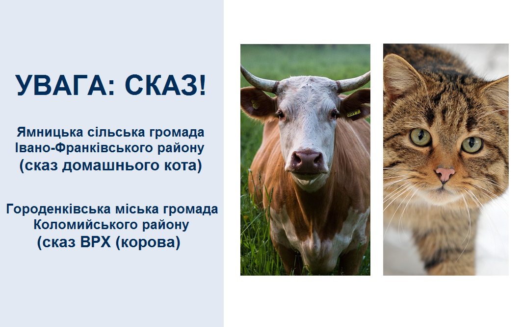У двох прикарпатських громадах зафіксували випадки сказу – кота і корови