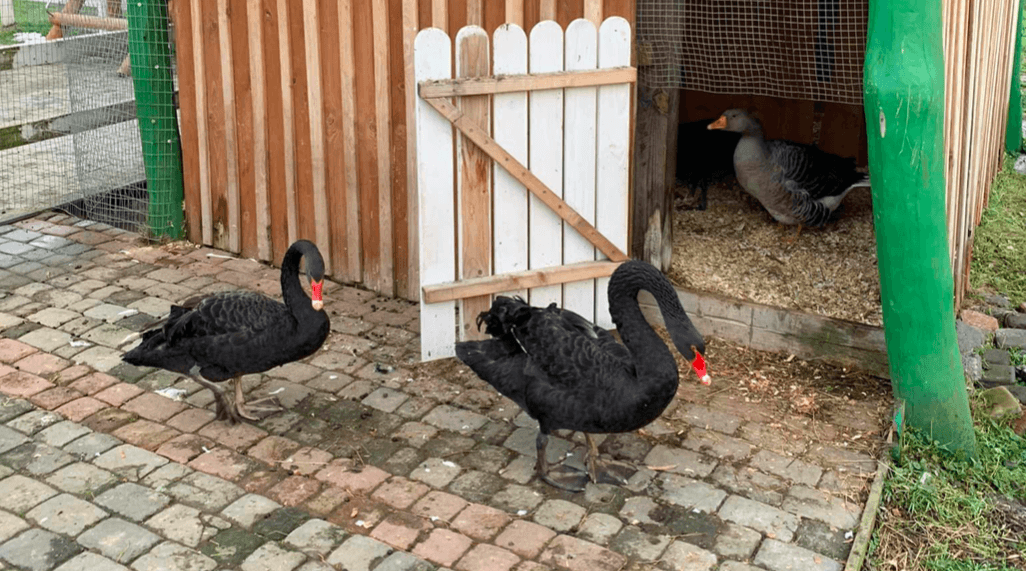 Чорних лебедів та гусаків з міського парку відправили на зимівлю (ФОТО)