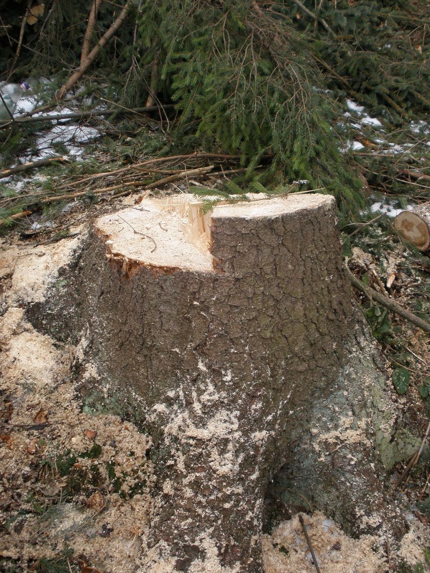 Кутське лісництво заплатить за незаконні вирубки та інші порушення понад 880 тисяч гривень