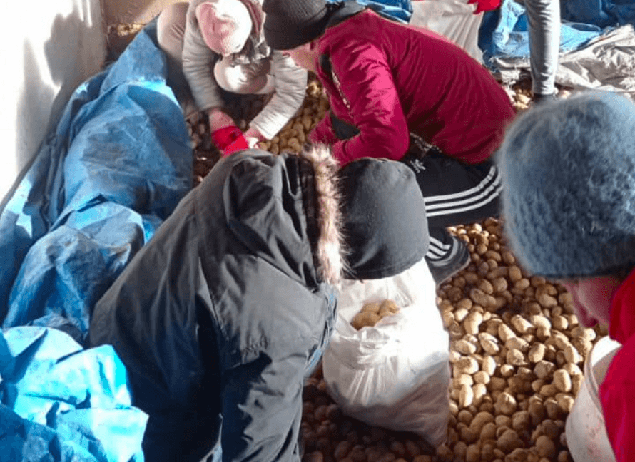 Понад дві тонни картоплі виростили у Коломиї для переселенців (ФОТО)