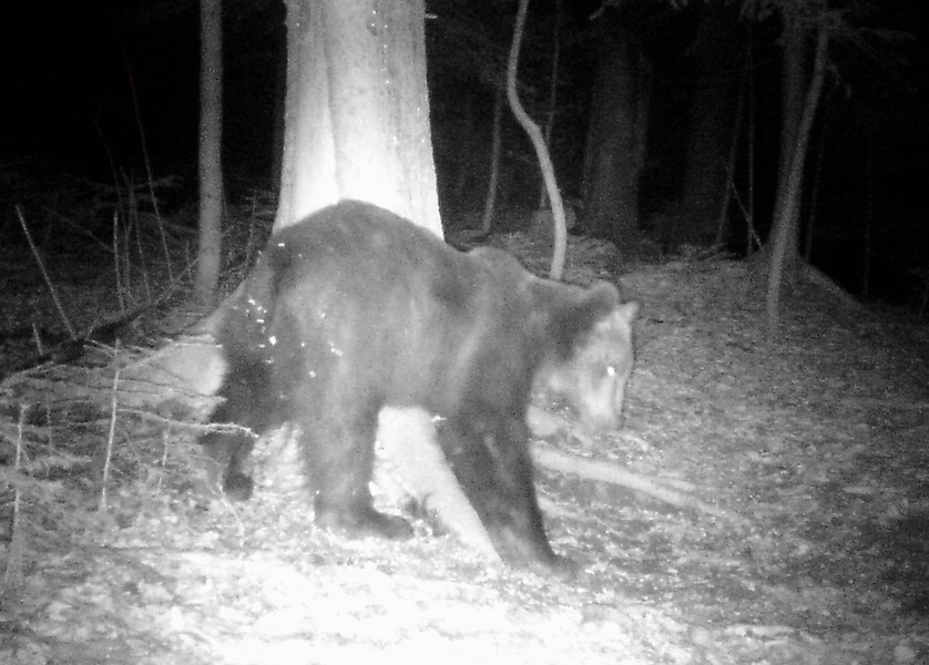 На Прикарпатті попереджають про голодних ведмедів, які не сплять через аномальне тепло (ФОТО)