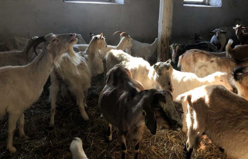 Ферма на Прикарпатті стала прихистком для понад пів сотні тварин з-під Бахмута