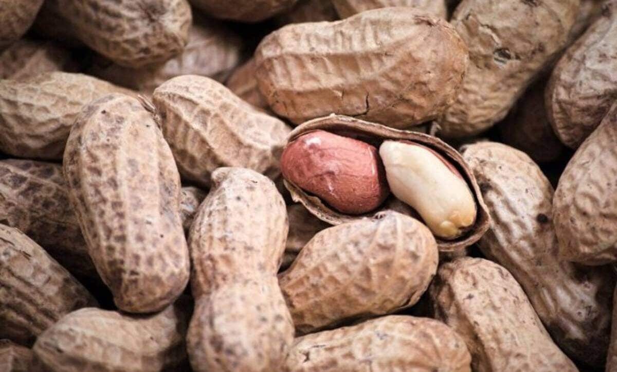 На прикарпатському підприємстві виявили 15000 кг небезпечного арахісу з Єгипту