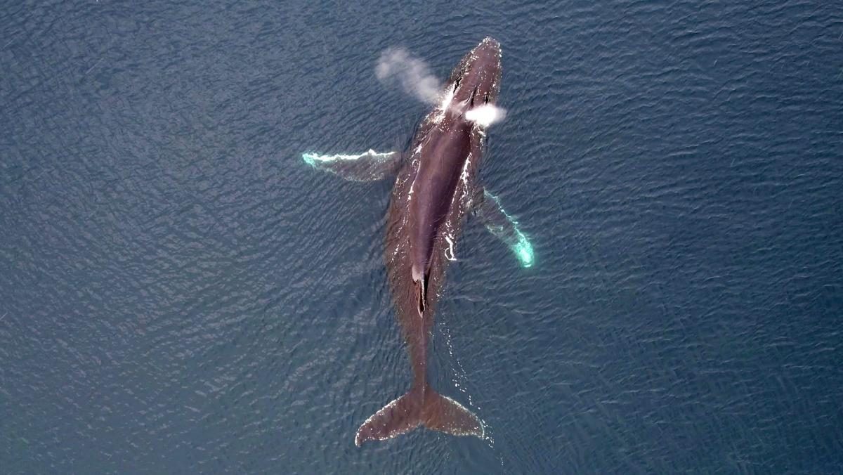 Українські полярники показали неймовірні світлини китів з дрону (ФОТО)