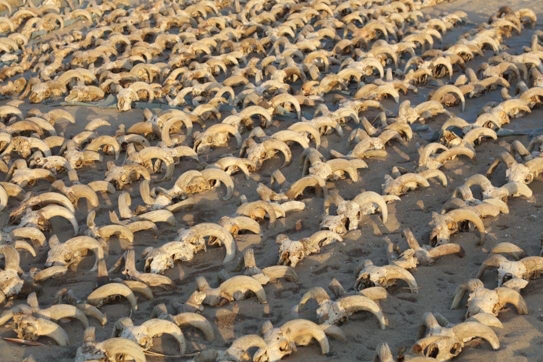 У Єгипті знайшли поховання з двох тисяч муміфікованих баранячих голів (ФОТО)