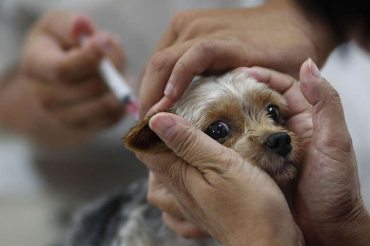 У двох селах на Калущині вакцинують всіх тварин після випадку сказу
