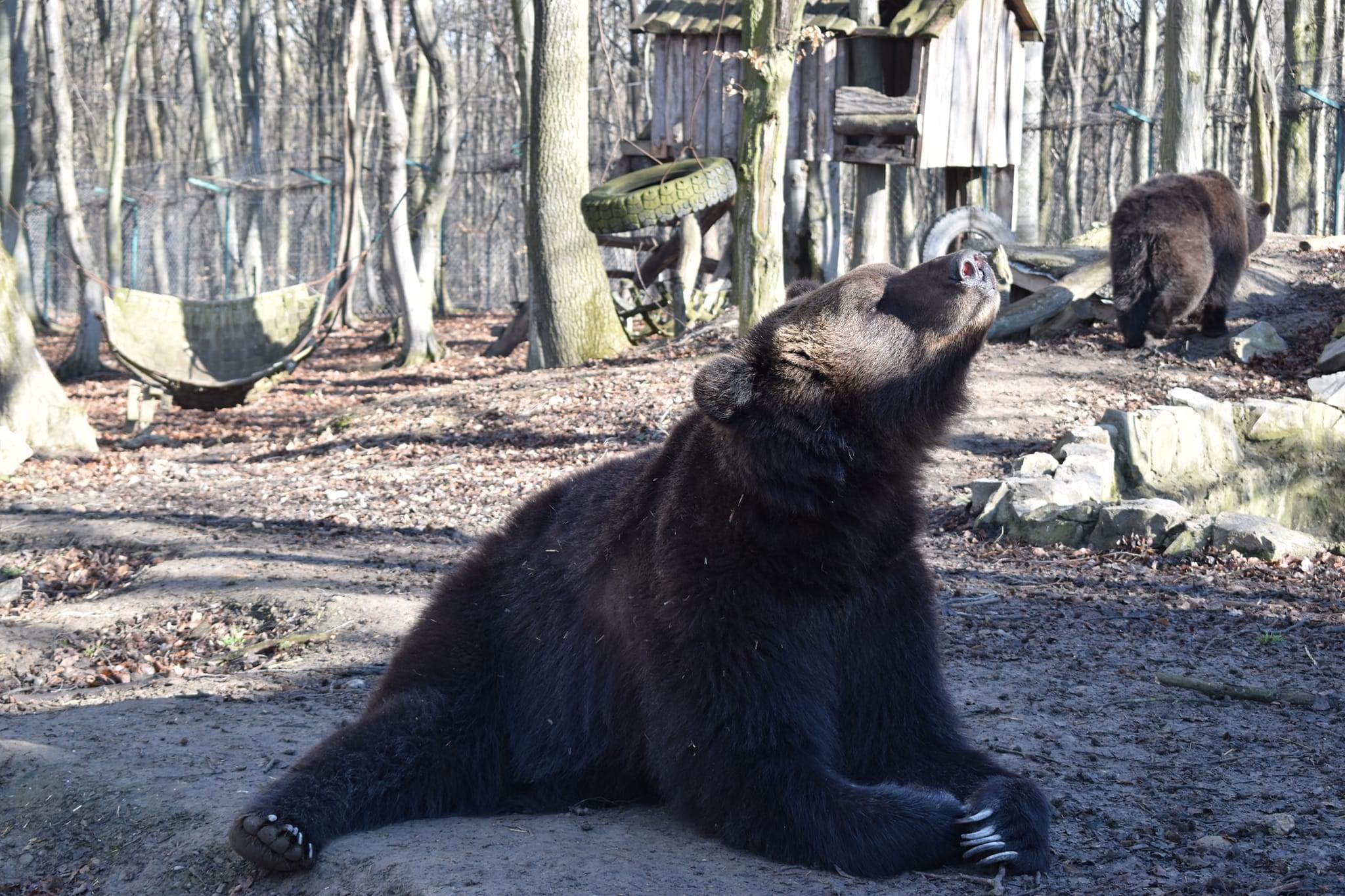 Як ведмеді у Галицькому нацпарку тішаться весні (ФОТО) 