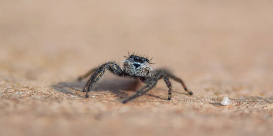 Під час сексу самки павуків прикидаються мертвими, щоб самці не хвилювалися, що в кінці їх з’їдять, – дослідження