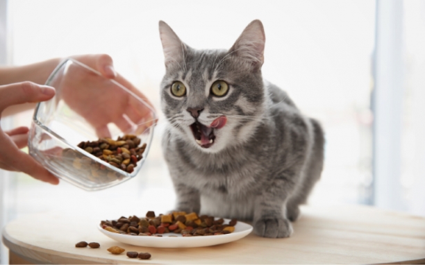  Сухий та вологий корм для котів: за та проти