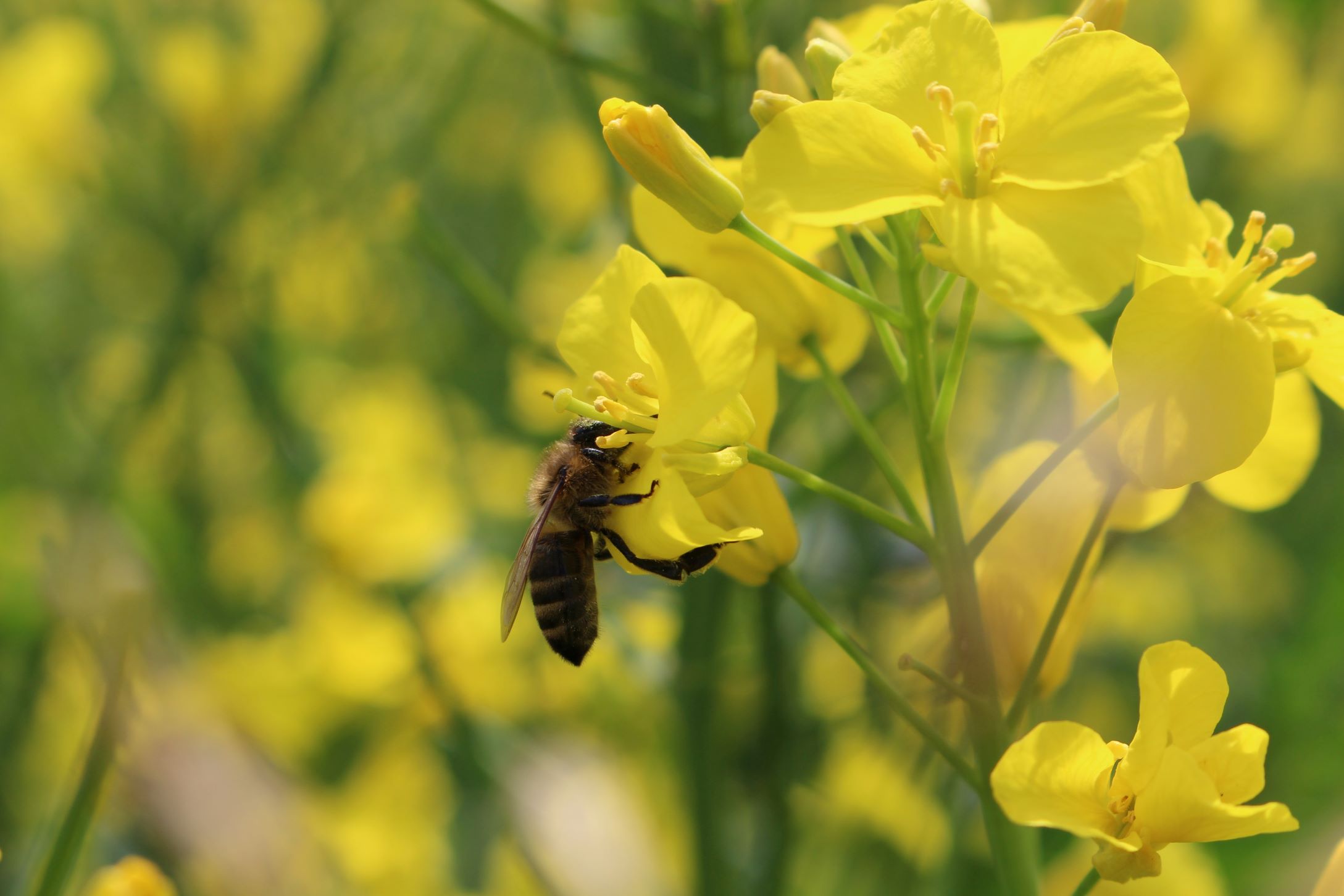 Для зручності бджолярів: медоносні культури на полях «Контінентал» можна відстежувати на інтерактивній карті