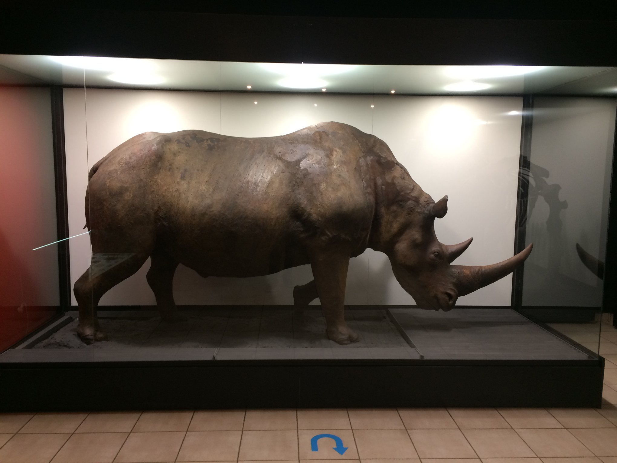 На Прикарпаття “повертається” волохатий носоріг часів льодовикового періоду (ФОТО)
