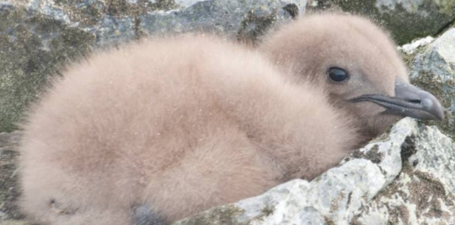 Пухнасте і миле: полярники показали пташеня головного хижака Антарктиди (ВІДЕО)
