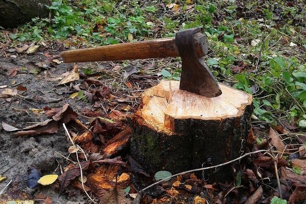За незаконні рубки дерев з Кутського лісгоспу стягнули майже три мільйони гривень