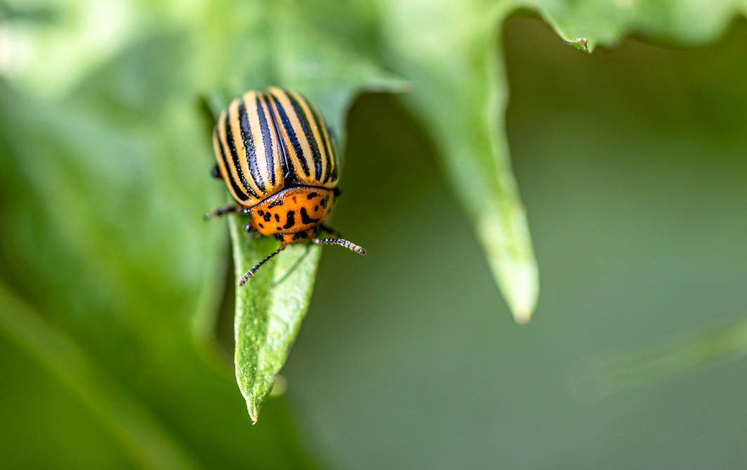 У червні городина буде під загрозою колорадського жука і хвороб: поради фахівців, що робити