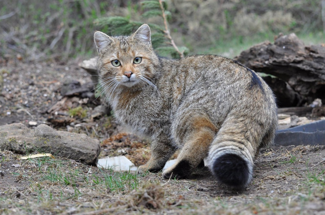 У Карпатах фотопастки «впіймали» рідкісного лісового кота (ВІДЕО)