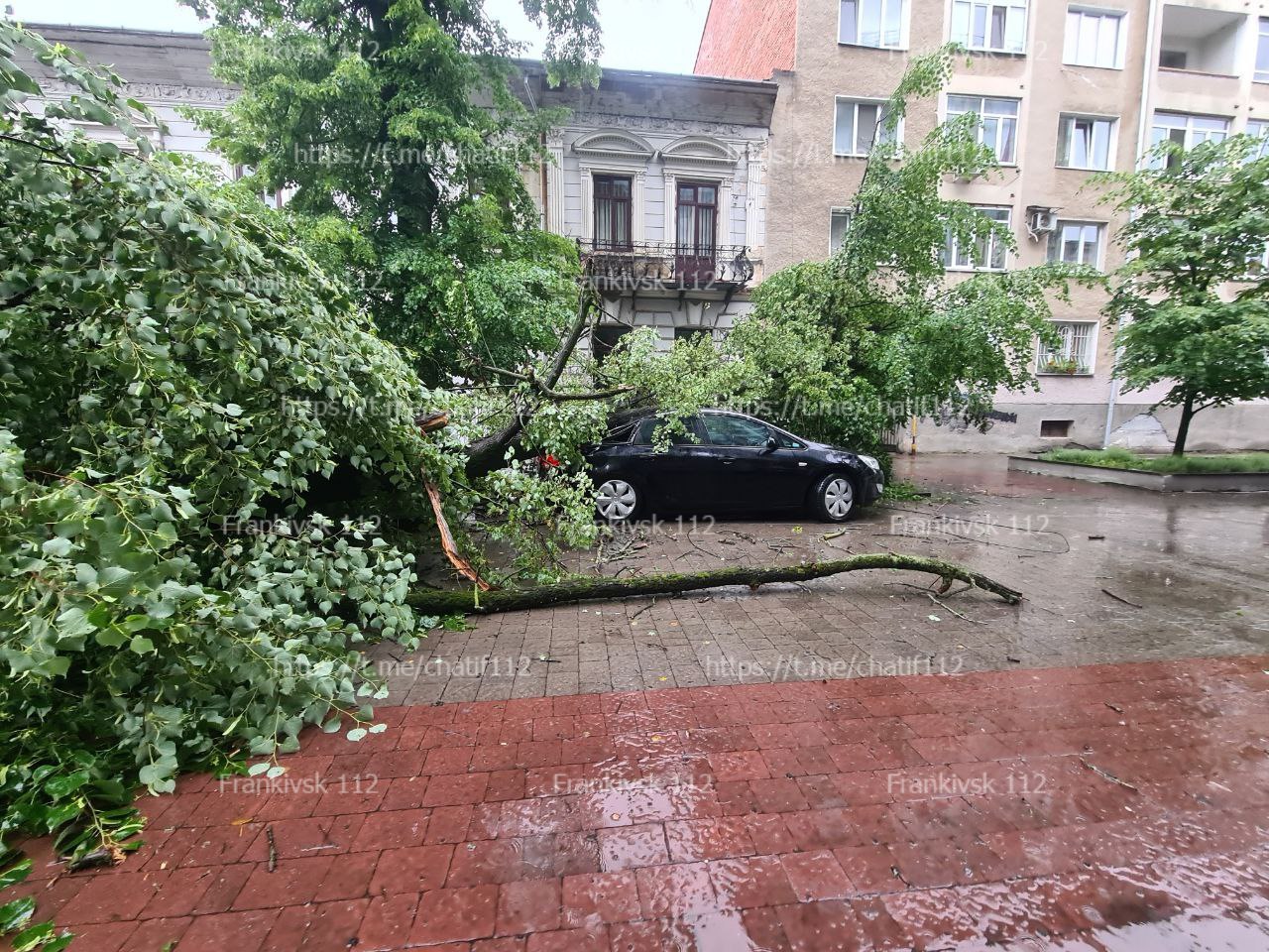 На Шевченка впало дерево: рух транспорту ускладнено (ФОТОФАКТ)